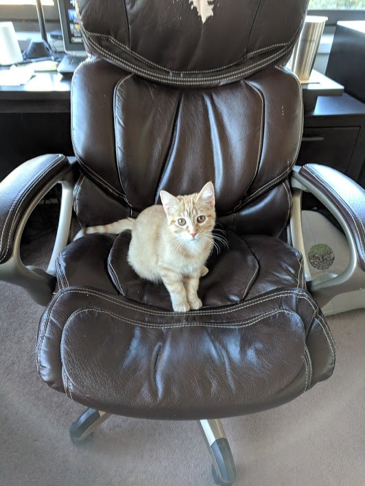 Kitten at the Precision Veterinary clinic