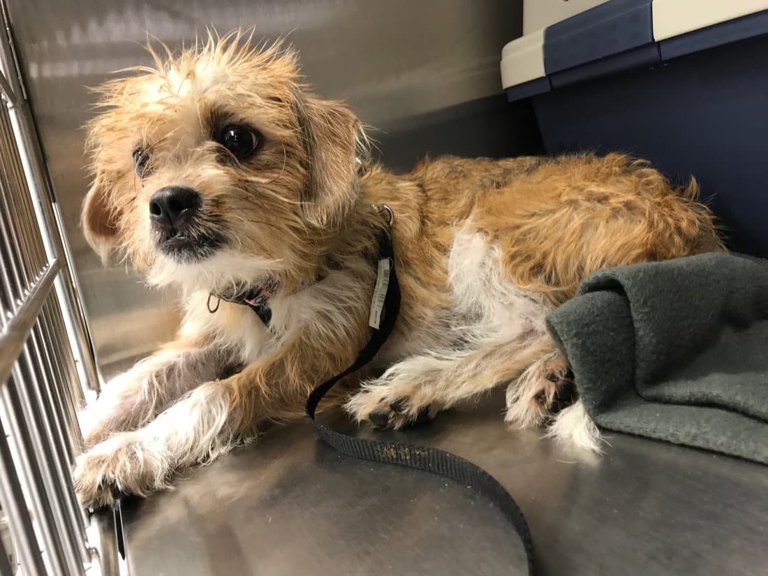 Abby, a New Beginnings Shih Tzu Rescue patient