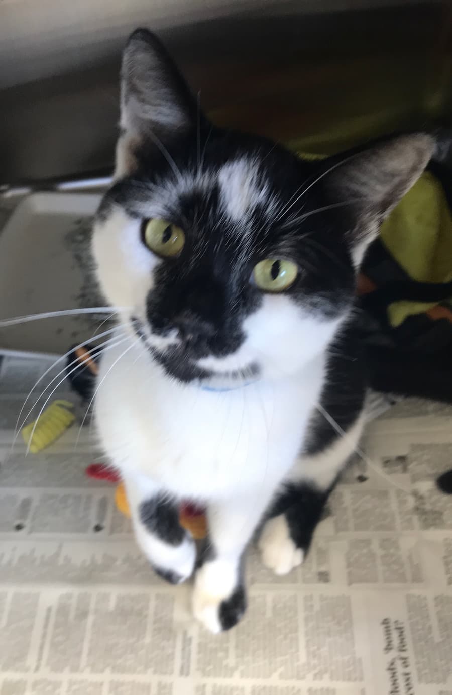 Bacardi, a Green County Humane Society patient
