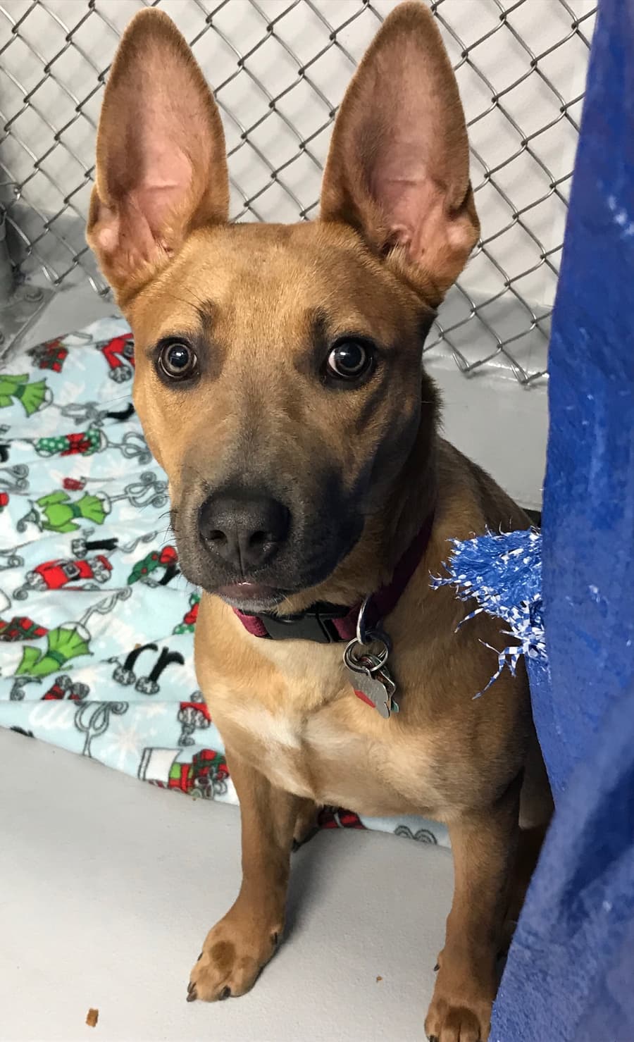 Bebe, a Fetch Wisconsin Rescue patient