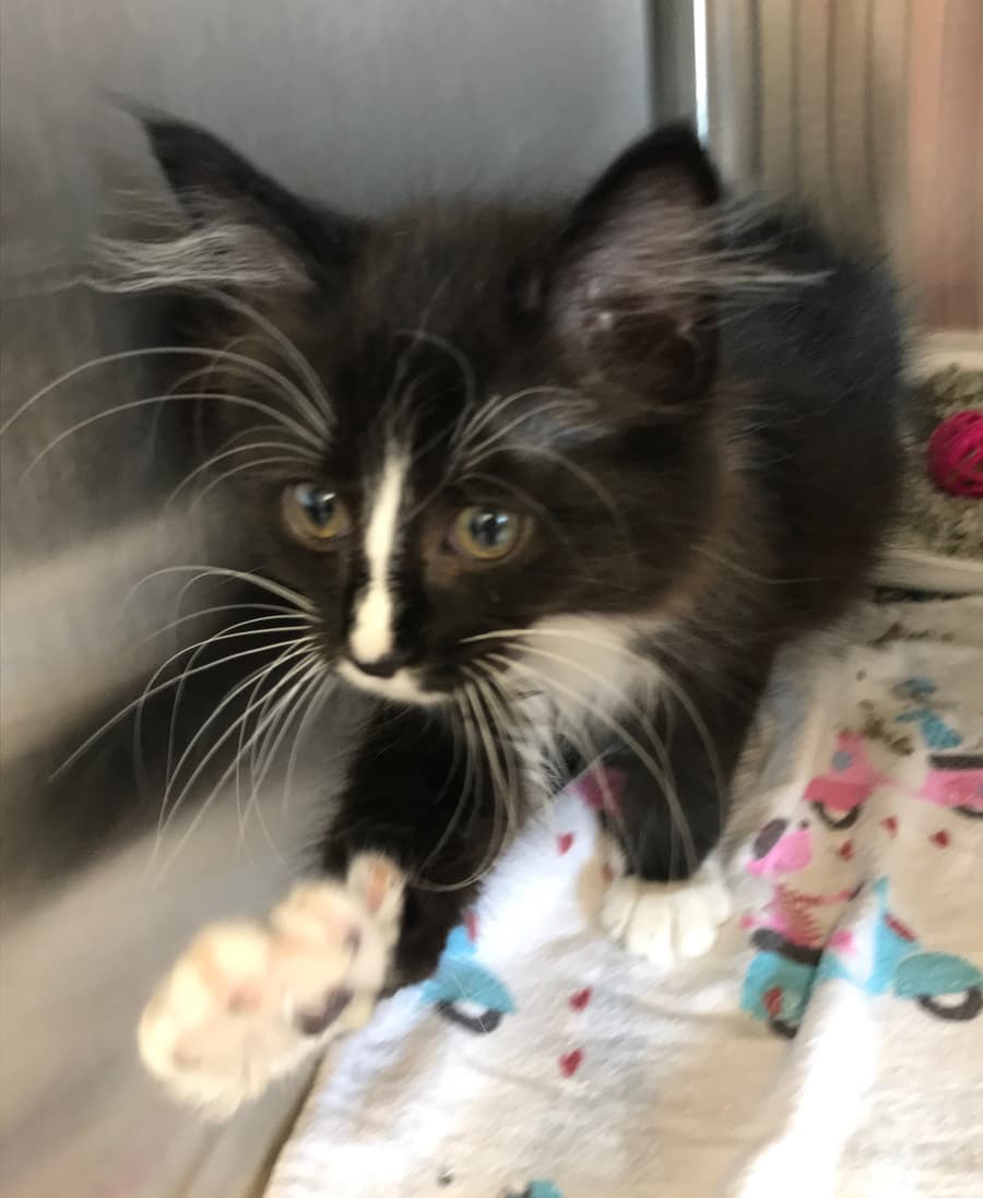 Bishop, a rescue kitten