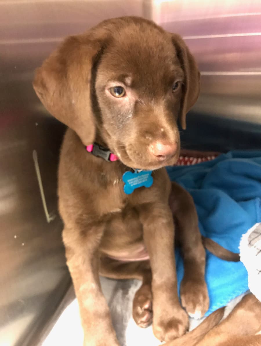 Brandy, an Underdog Pet Rescue patient
