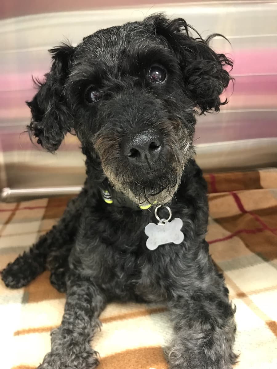 Chewbacca, a Fluffy Dog Rescue patient