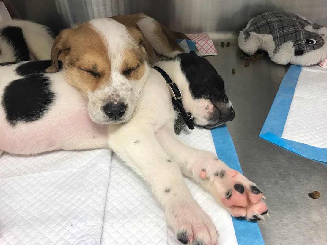 Chief and Texan, JR's Pups-N-Stuff patients