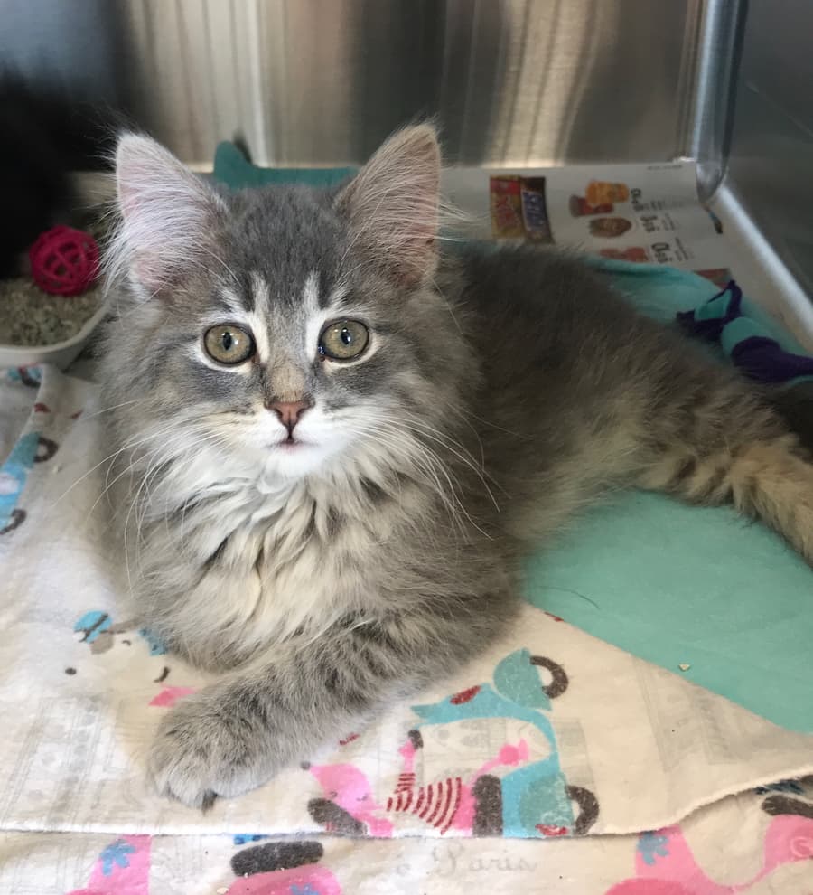 Chowder, a rescue kitten