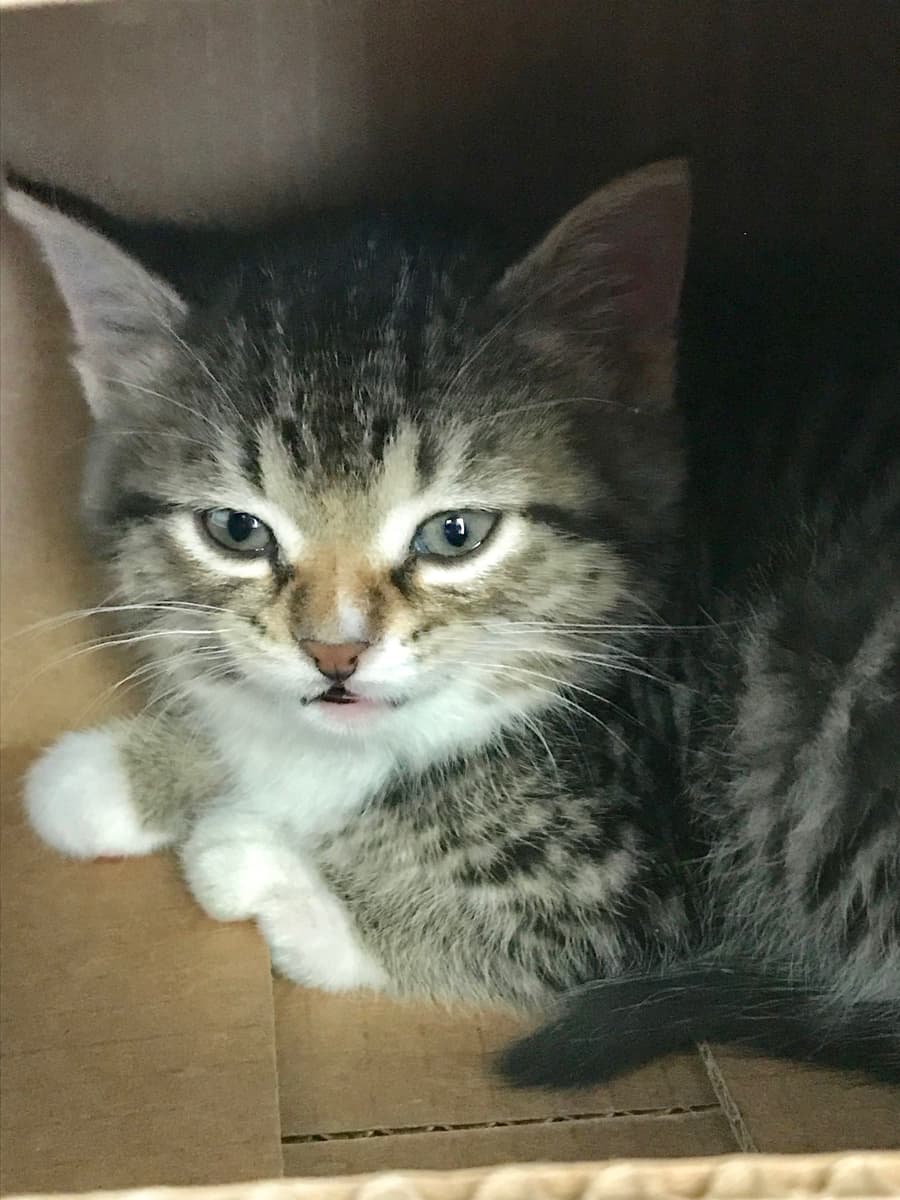 Coffee, a 9 Lives Rescue kitten