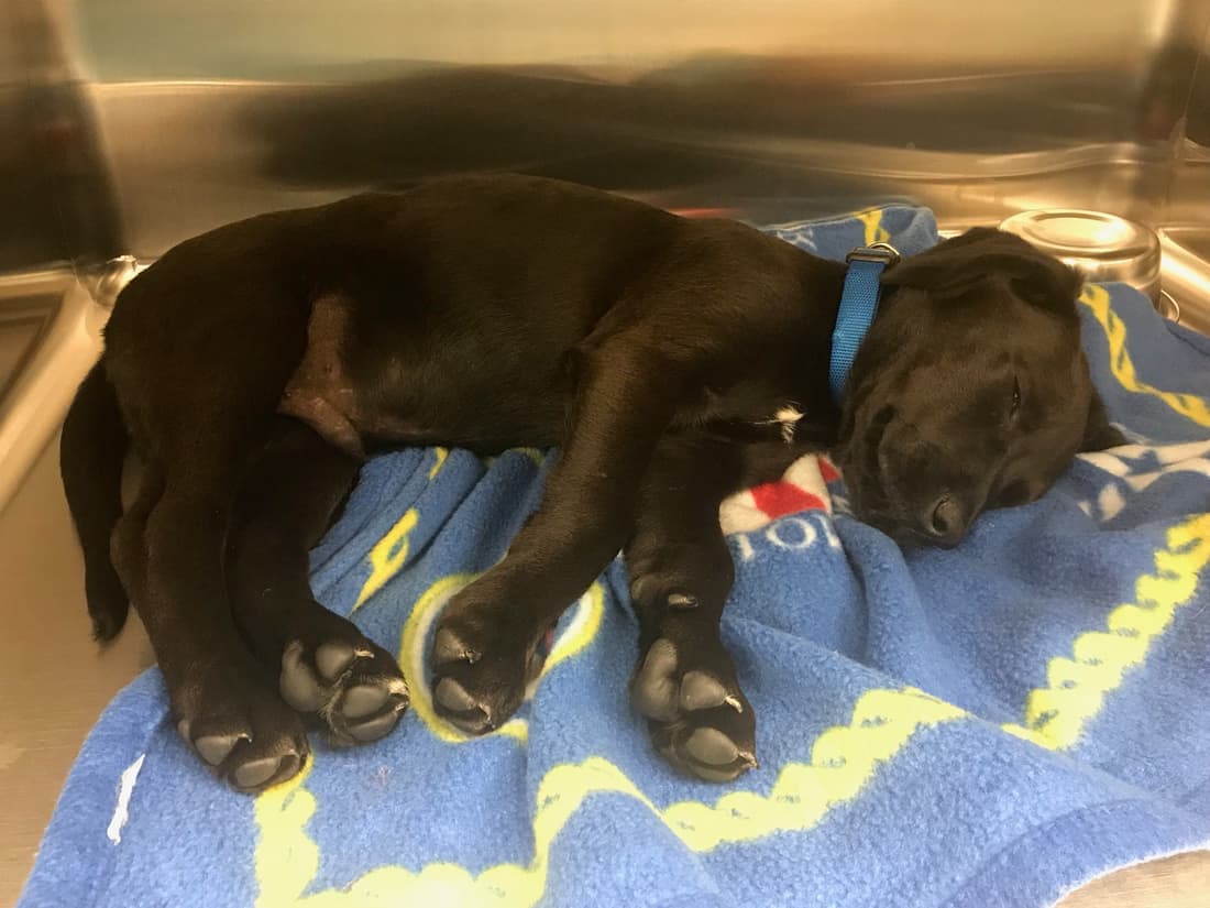 Cordovan napping, a Fetch Wisconsin Rescue patient