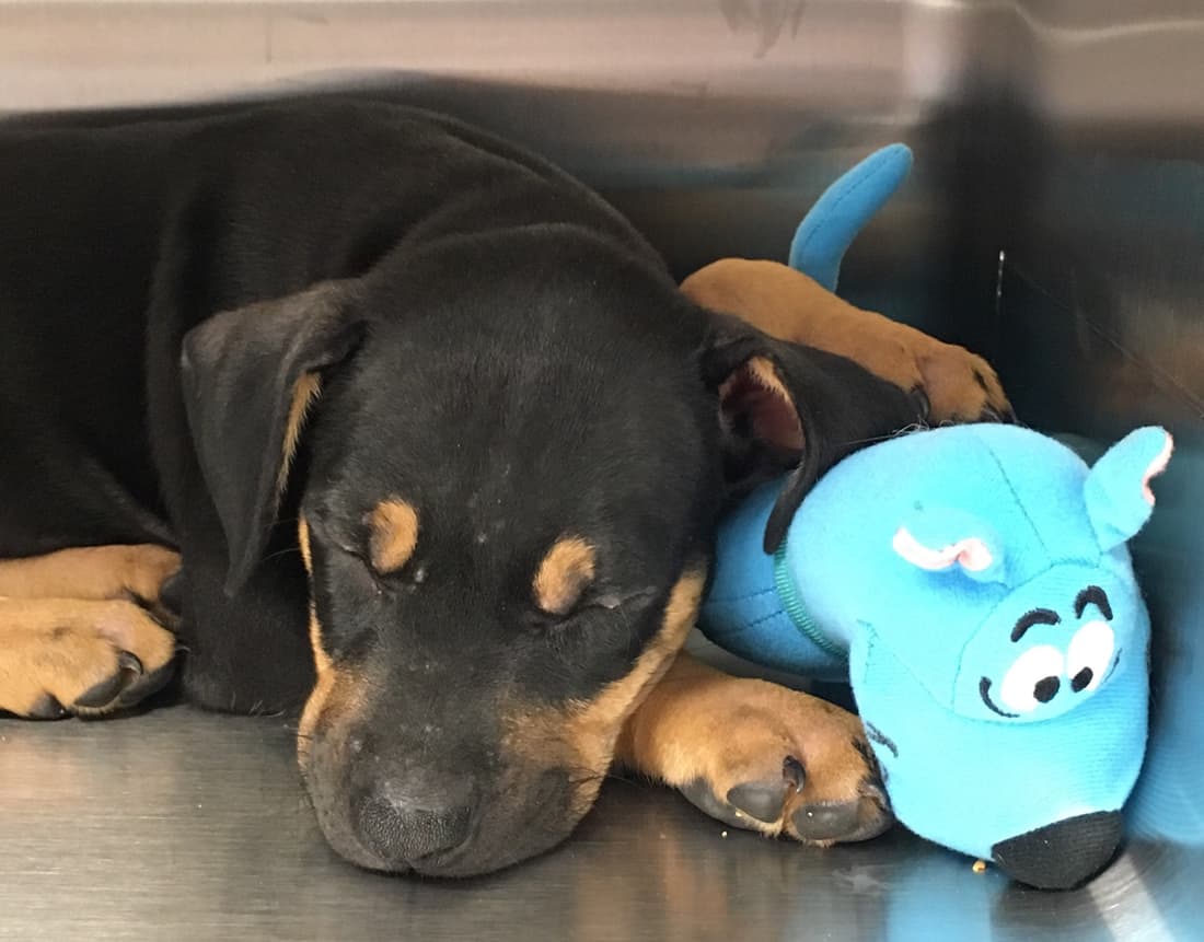 Etna, a JR's Pups-N-Stuff patient