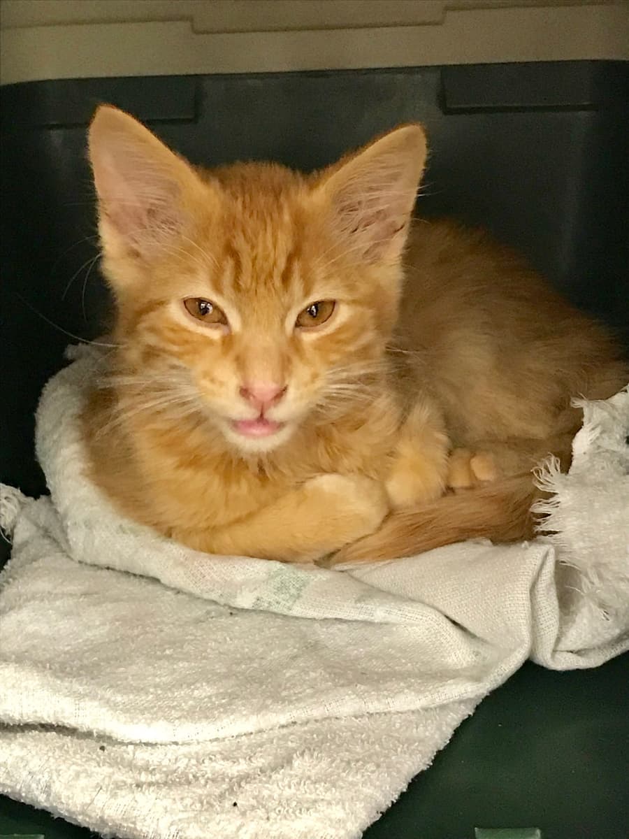 Felix, a 9 Lives Rescue cat