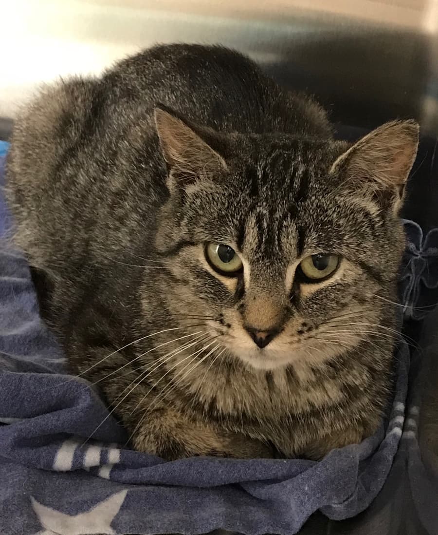 Gracie, a 9 Lives Rescue cat