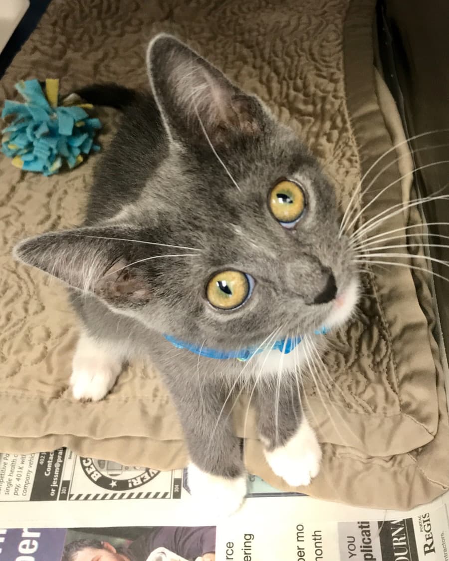 Harper, a Green County Humane Society kitten