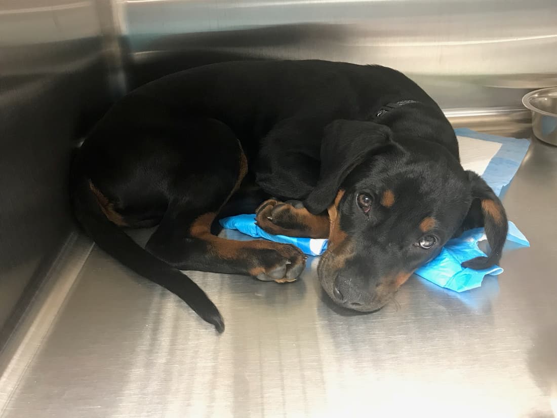 Hodor, a Fetch Wisconsin Rescue patient