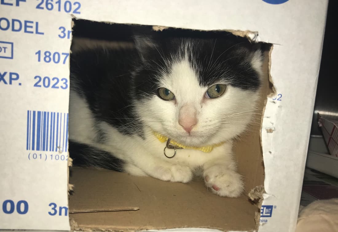 Jack, a Green County Humane Society patient