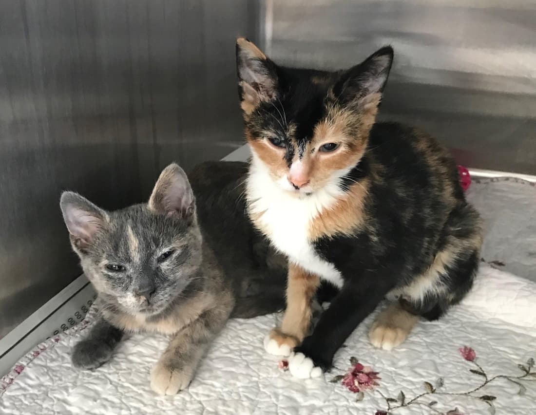 Kate and Karley, 9 Lives Rescue kittens