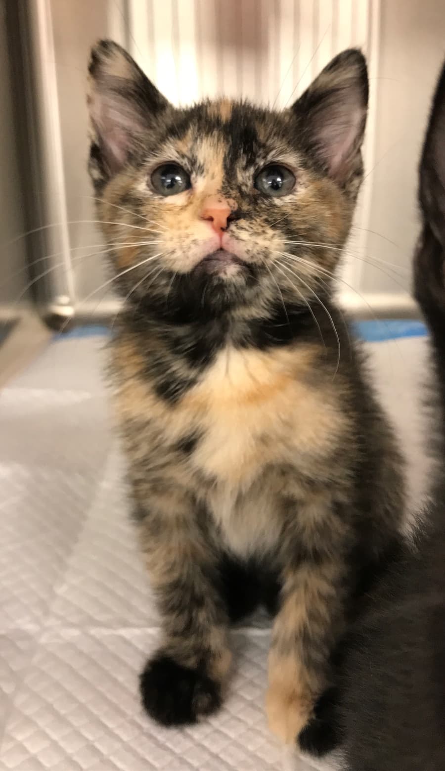 Kayak, a rescue kitten