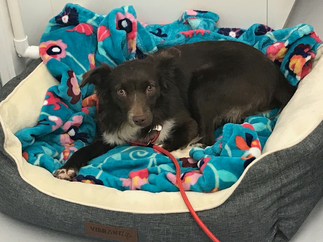 Kitsune, a Fetch Wisconsin Rescue patient