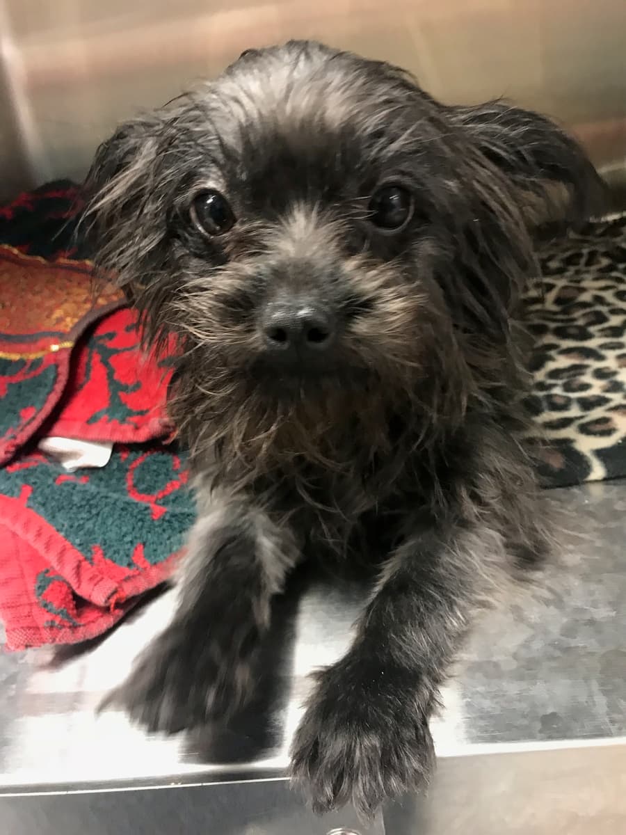 Lexi, a Brown Paws Rescue patient