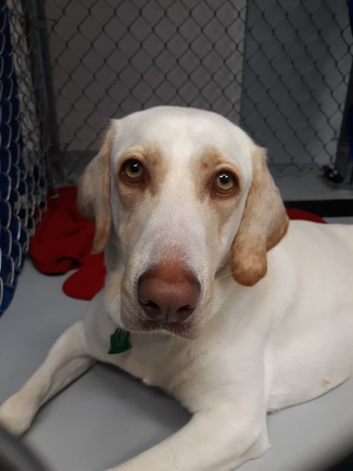 Lucy, a Labrador Connection patient