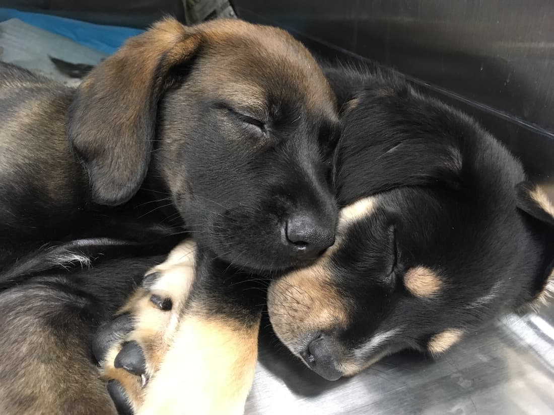 Merlin and Mocha, Ma, Paws & Me patients