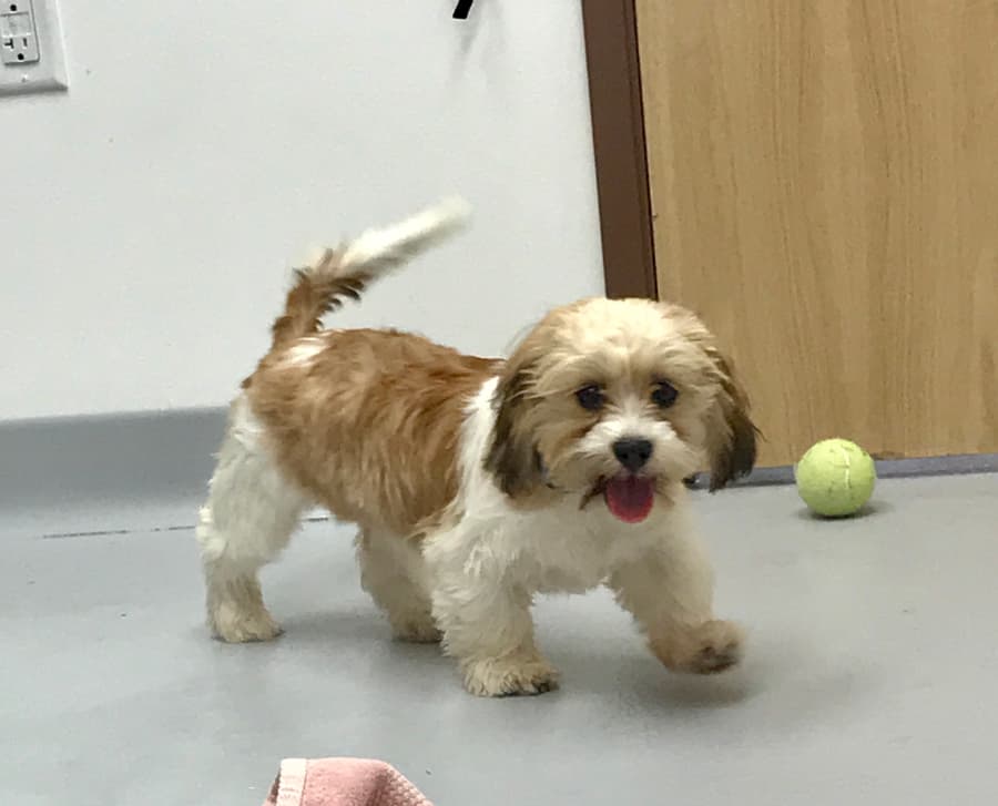Noah, a New Beginnings Shih Tzu Rescue puppy