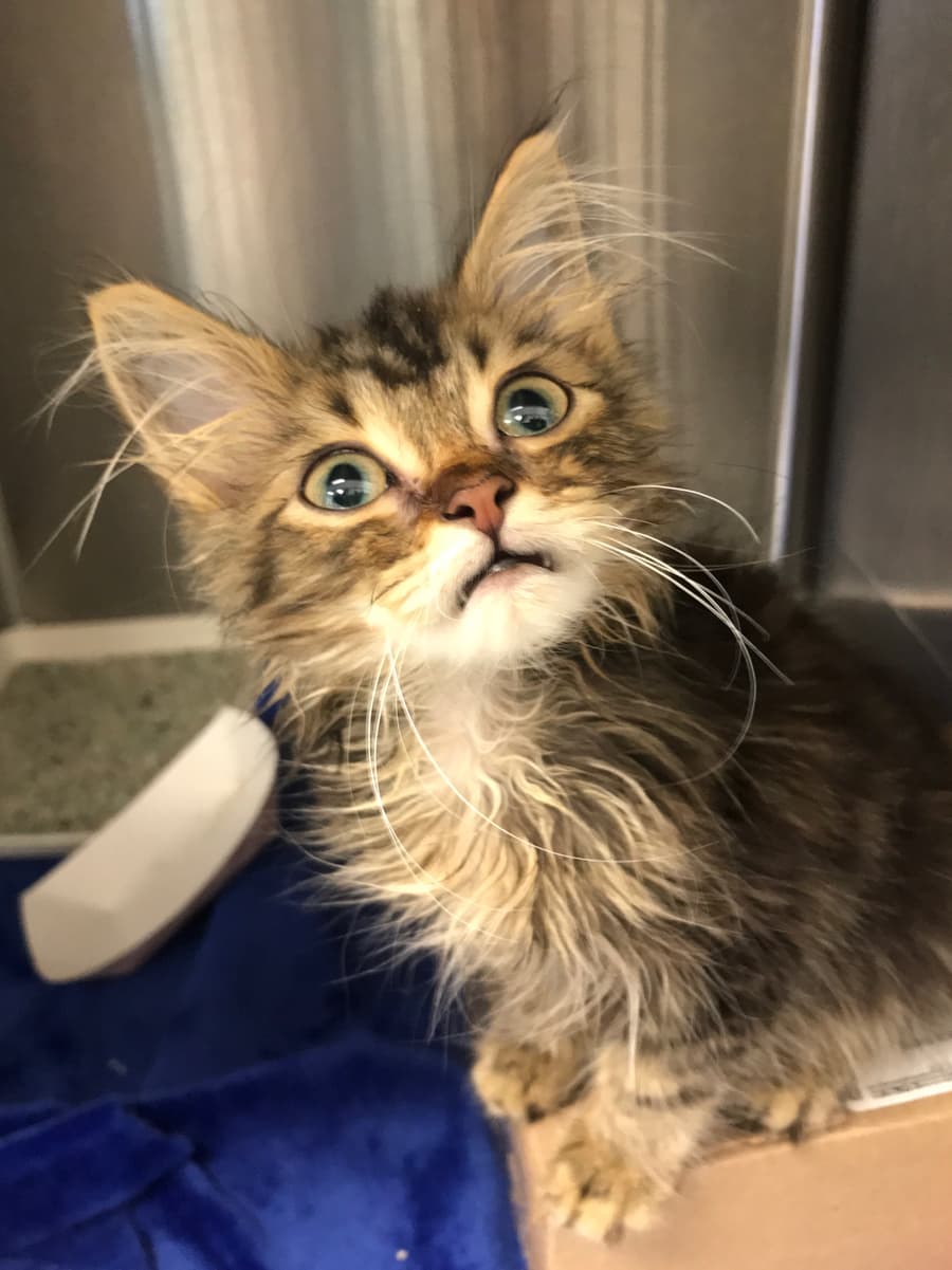 Oscar, an Underdog Pet Rescue kitten