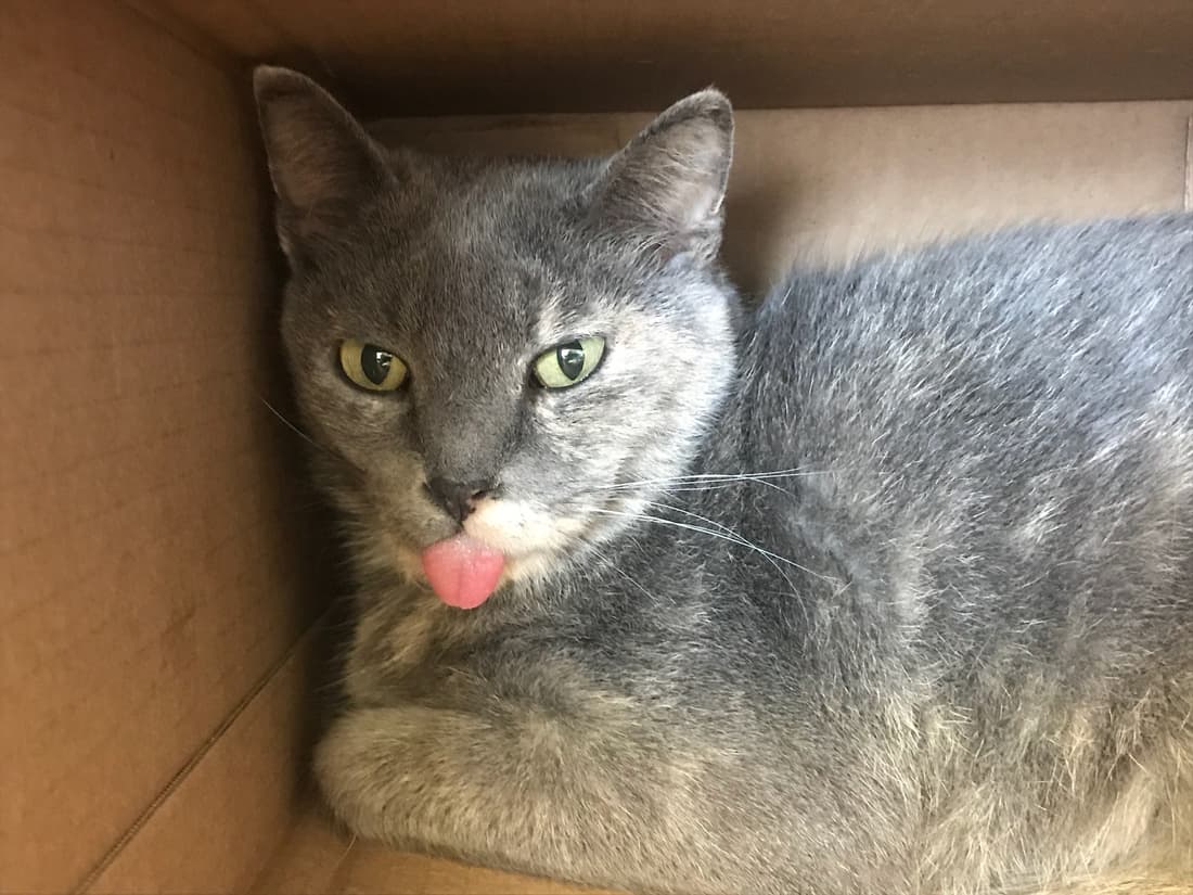 Pinky, a 9 Lives Rescue patient