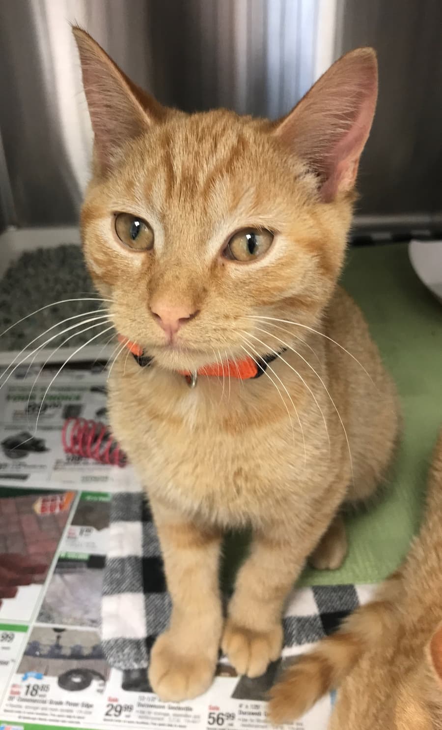 Purrito, a Green County Humane Society cat