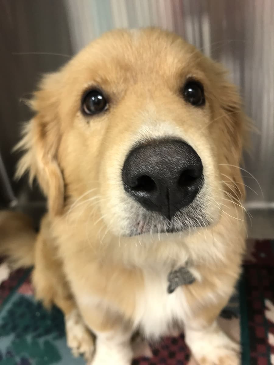 Sashimi, a JR's Pups-N-Stuff patient