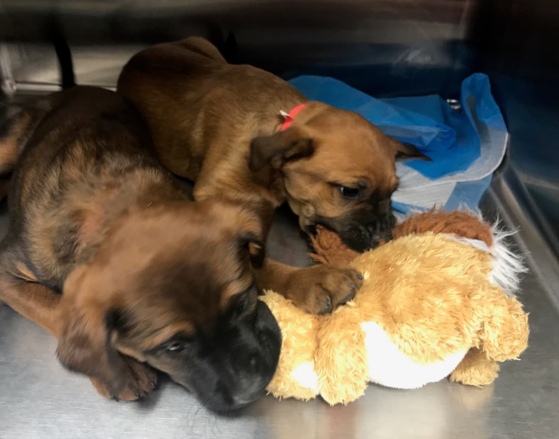 Tempe and Seattle, Fetch Wisconsin Rescue patients