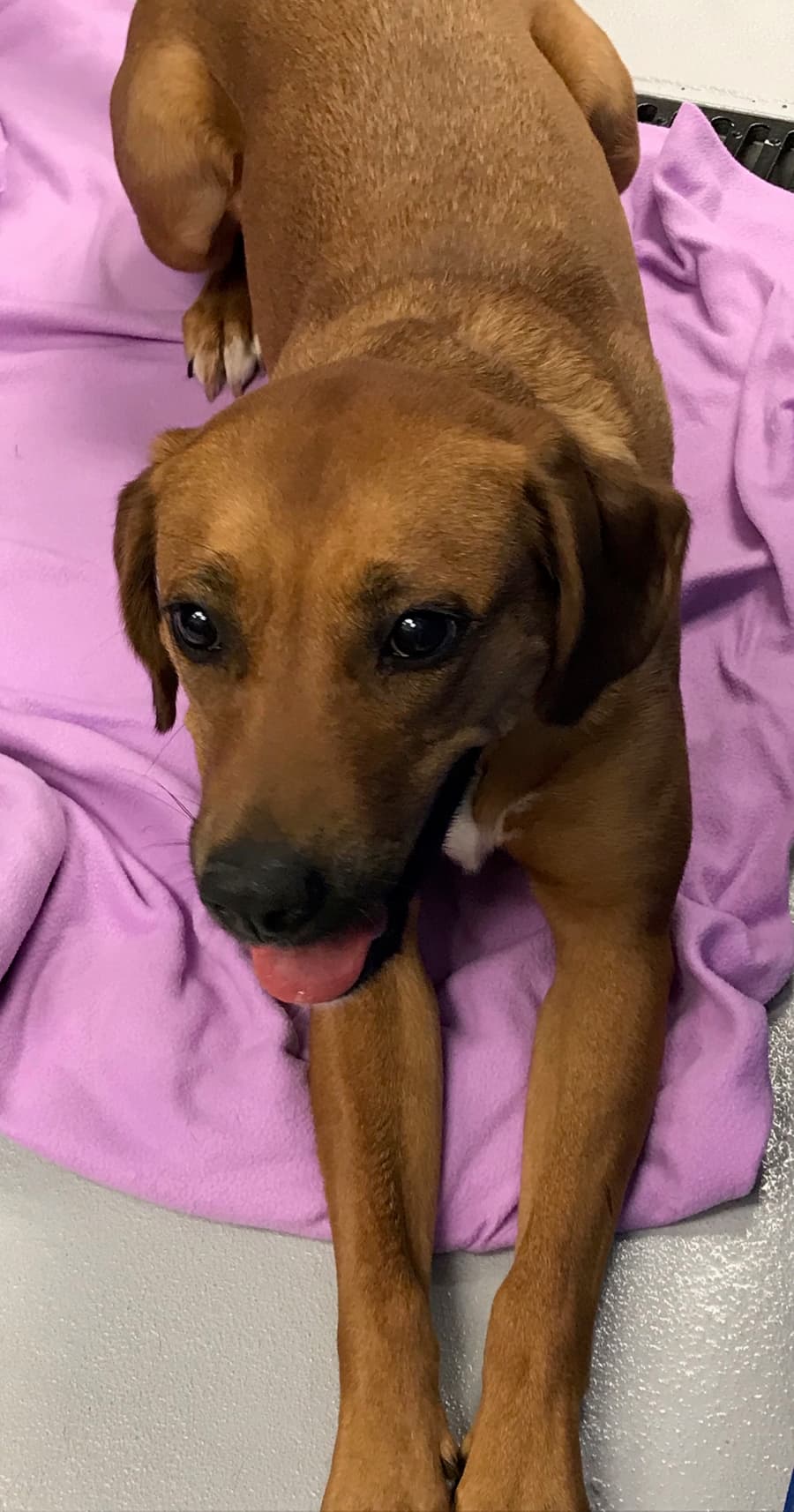 Wendy, a Brown Paws Rescue patient