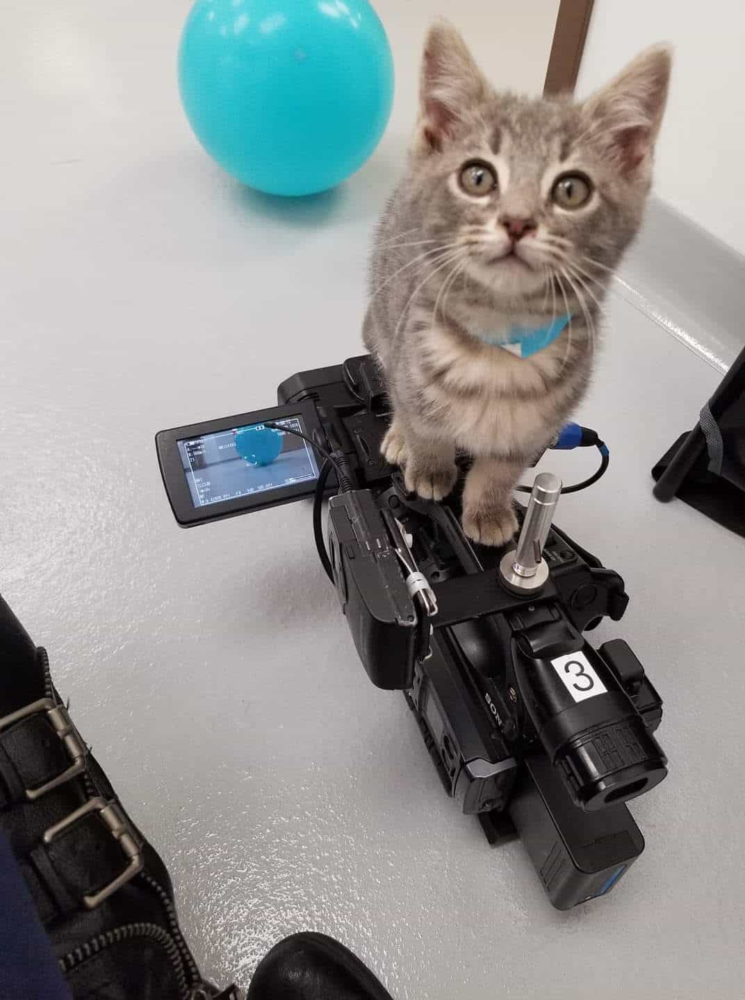Fink the cat