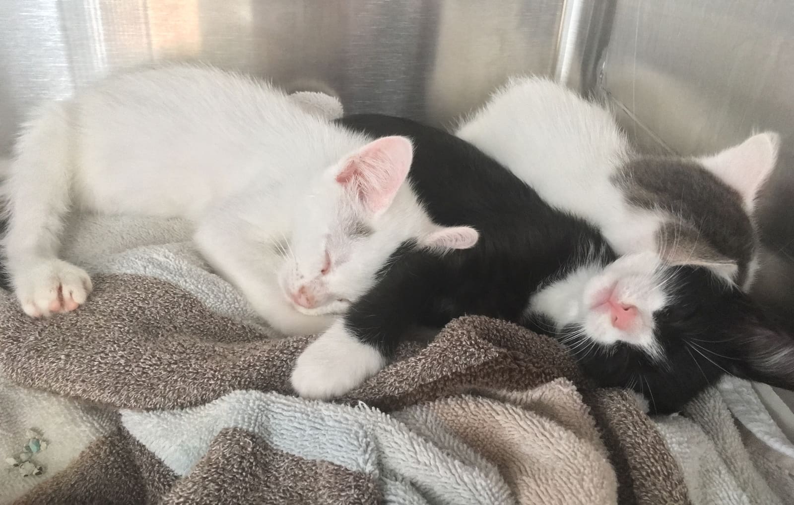 Evergreen, Bamboo, and Cypress — rescue kittens napping