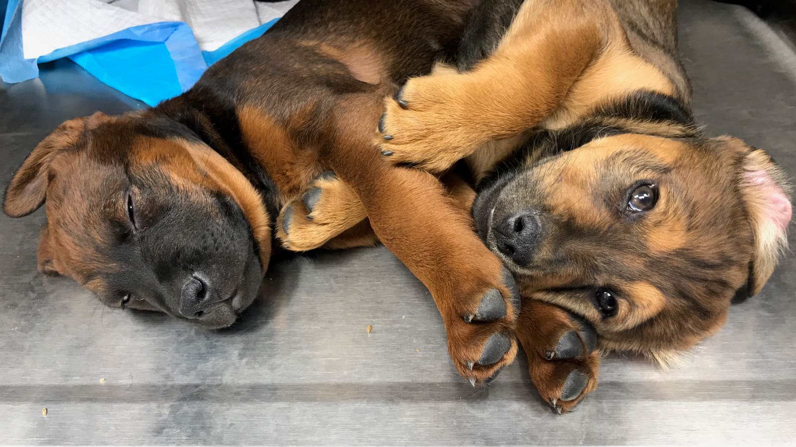 Lincoln and Eugene, Fetch Wisconsin Rescue puppies
