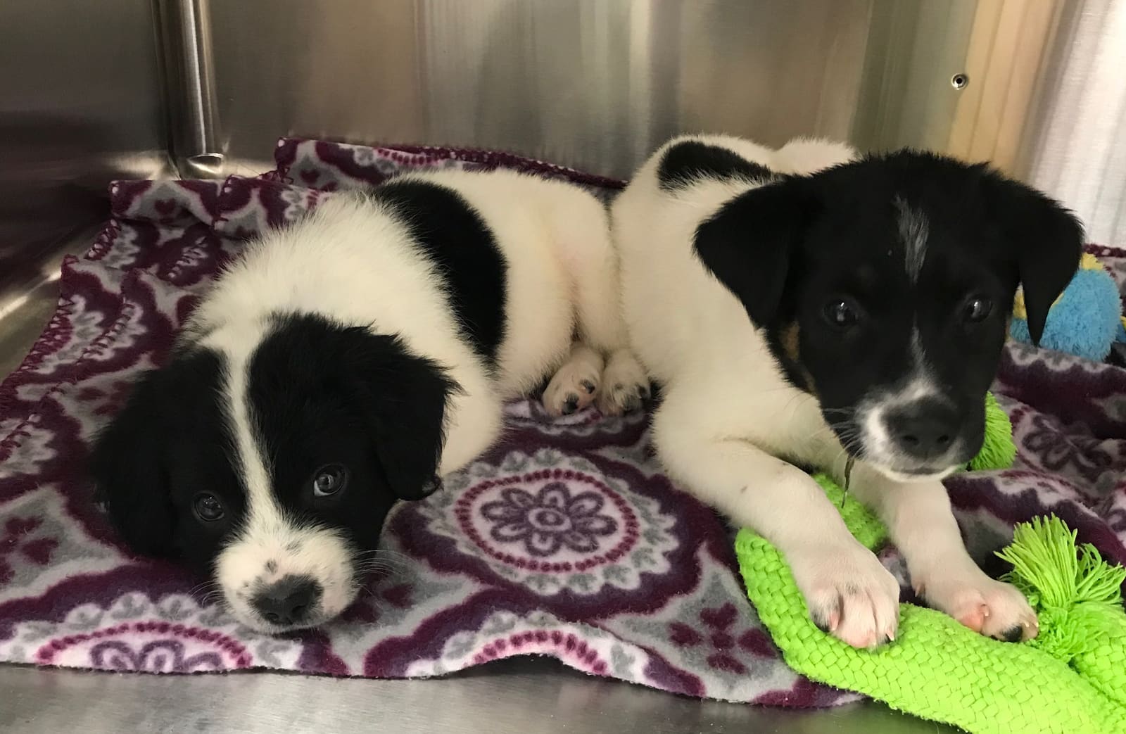 Lynn and Frisky, JR's Pups-N-Stuff puppies