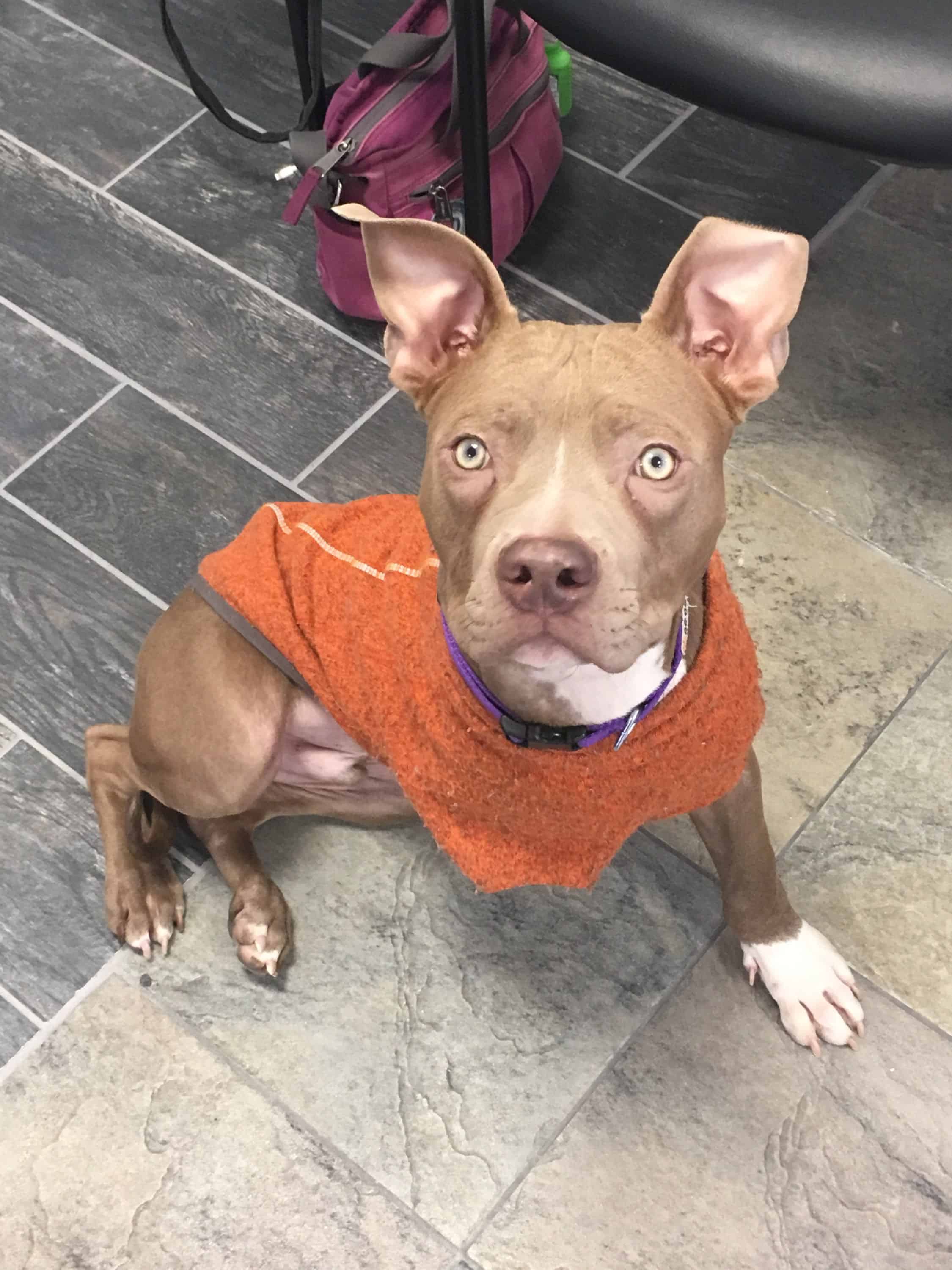 Ernie (Derpo)